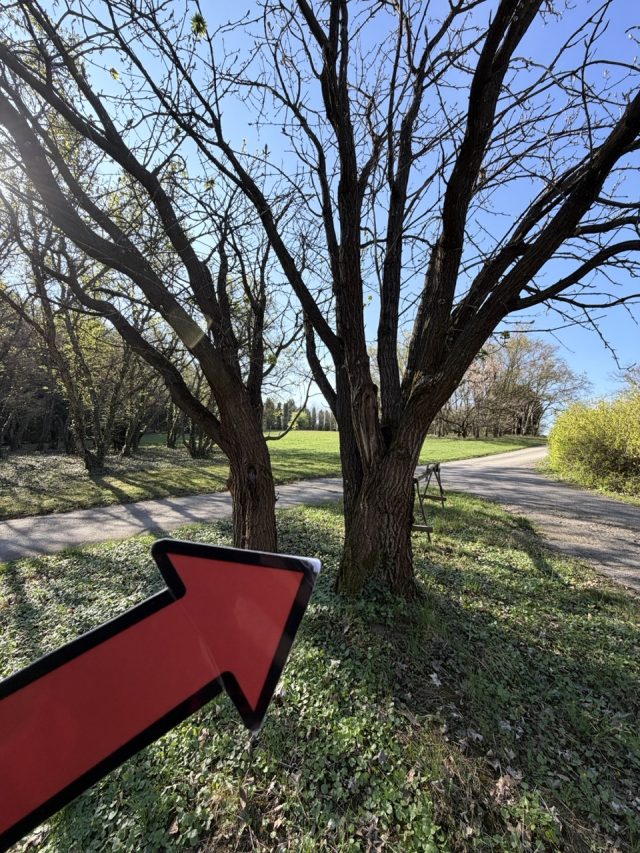 Hand-painted penguin stone #800 hidden at Tree at a crossing, Arboretum Mlynany SAV, Slovakia (photo 3 of 4)