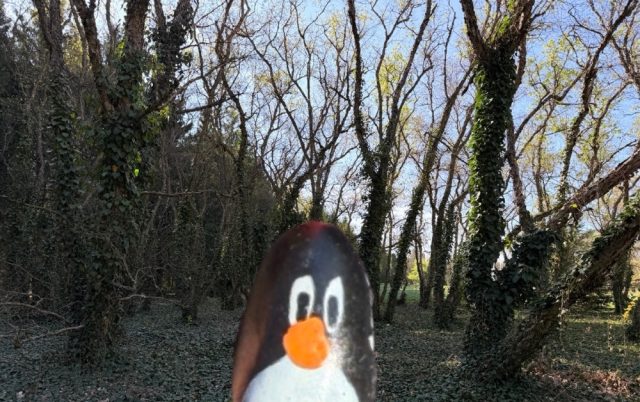 Hand-painted penguin stone #800 hidden at Tree at a crossing, Arboretum Mlynany SAV, Slovakia