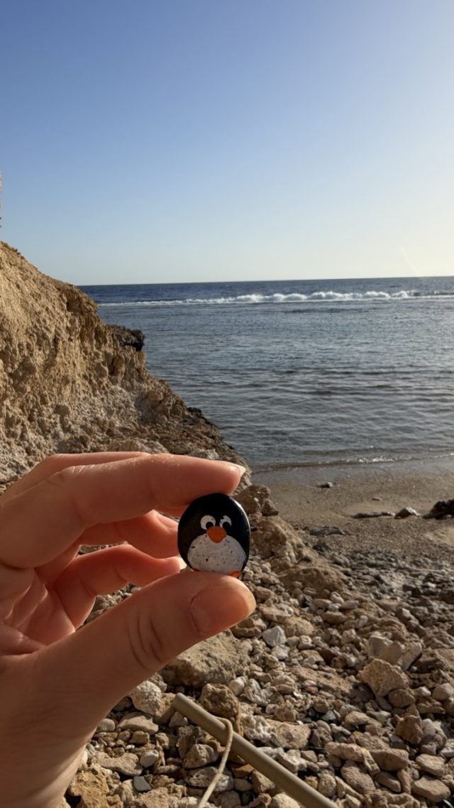 Hand-painted penguin stone #805 hidden at Rock Wall, Marsa Alam, Egypt (photo 2 of 5)
