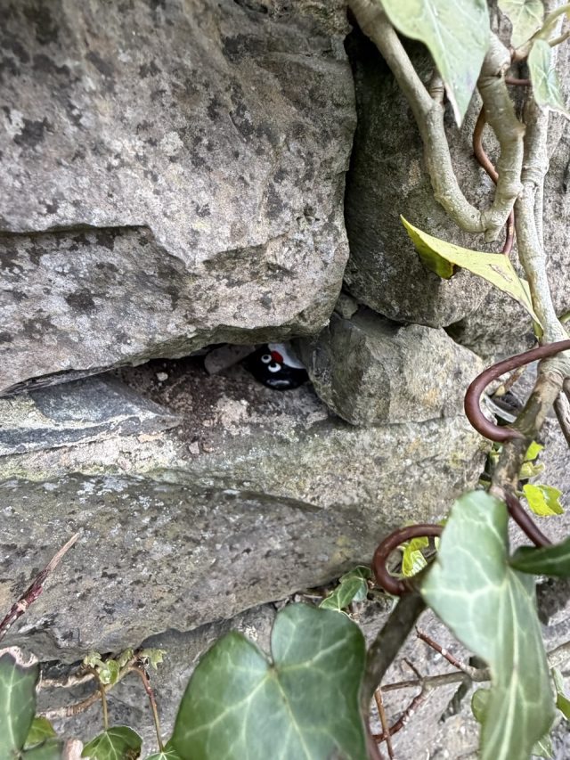 Hand-painted penguin stone #876 hidden at Galway Cathedral, Galway, Ireland (photo 3 of 4)