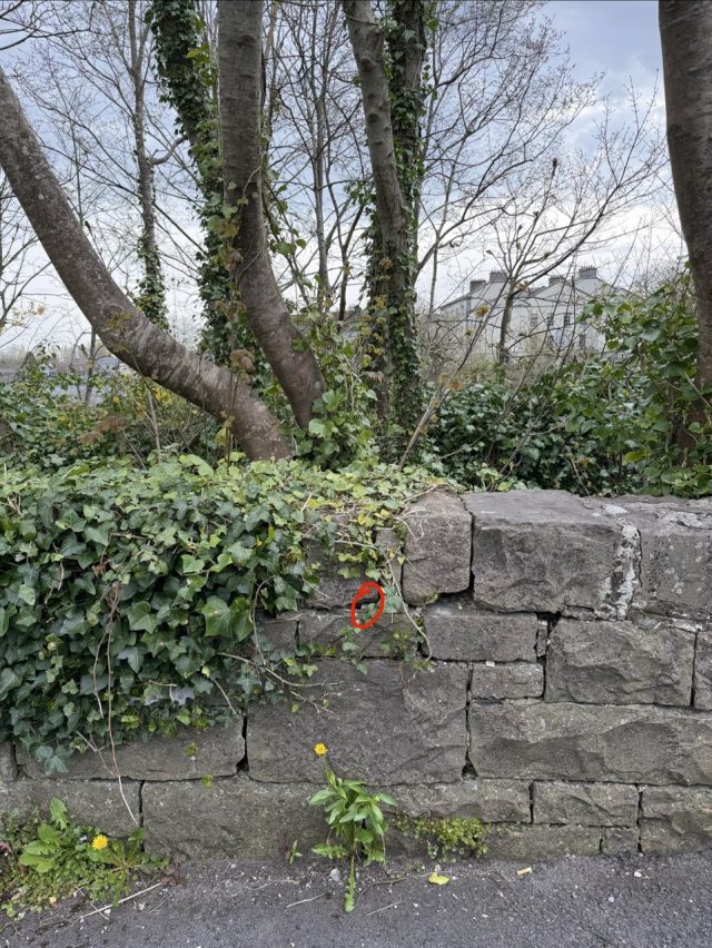 Hand-painted penguin stone #876 hidden at Galway Cathedral, Galway, Ireland (photo 4 of 4)