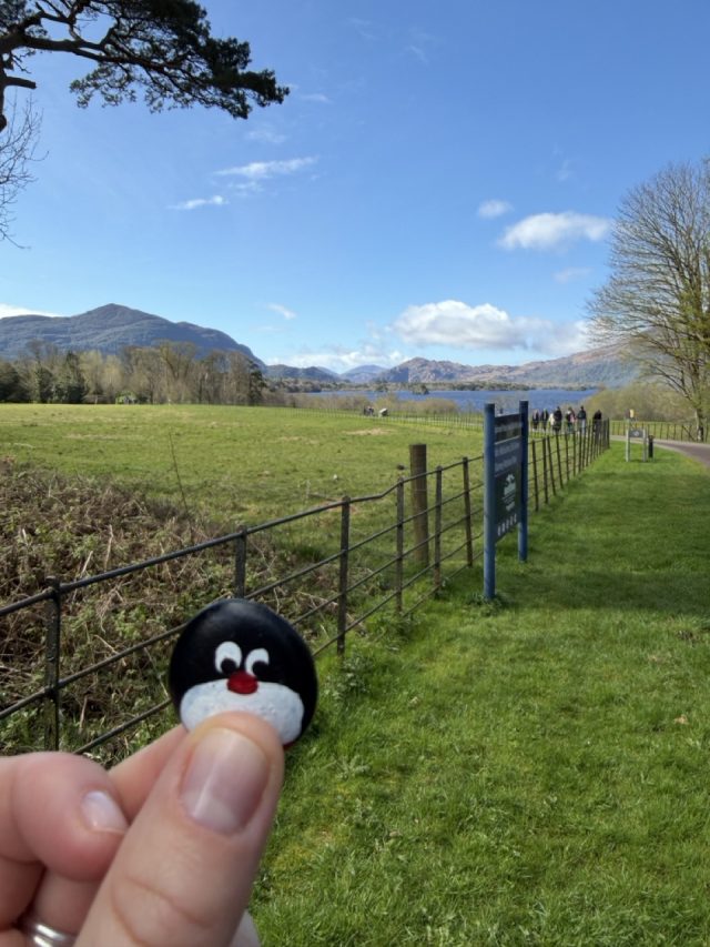 Hand-painted penguin stone #887 hidden at Muckross Jaunting Car Tours-Murphy Tours, Muckross, Ireland (photo 3 of 5)