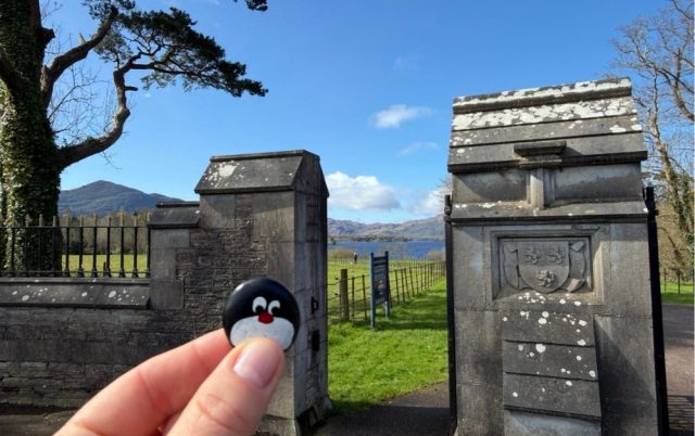 Ručne maľovaný tučniakový kameň č. 887 ukrytý na mieste Muckross Jaunting Car Tours-Murphy Tours, Muckross, Írsko