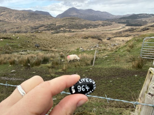 Hand-painted penguin stone #964 hidden at Moll's Gap, Ring of Kerry, Ireland (photo 2 of 5)