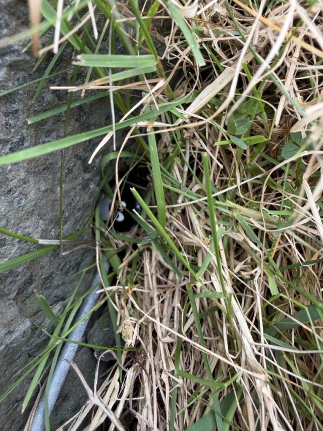 Hand-painted penguin stone #964 hidden at Moll's Gap, Ring of Kerry, Ireland (photo 3 of 5)