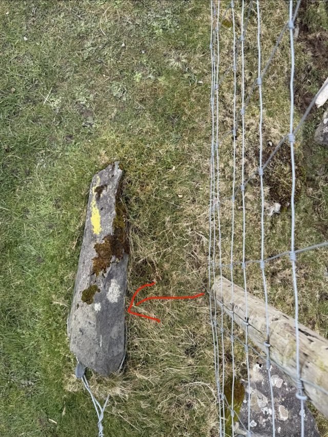 Hand-painted penguin stone #964 hidden at Moll's Gap, Ring of Kerry, Ireland (photo 4 of 5)