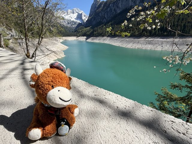 Hand-painted penguin stone #1003 hidden at Vorderer Gosausee, Gosauseen, Austria (photo 3 of 5)