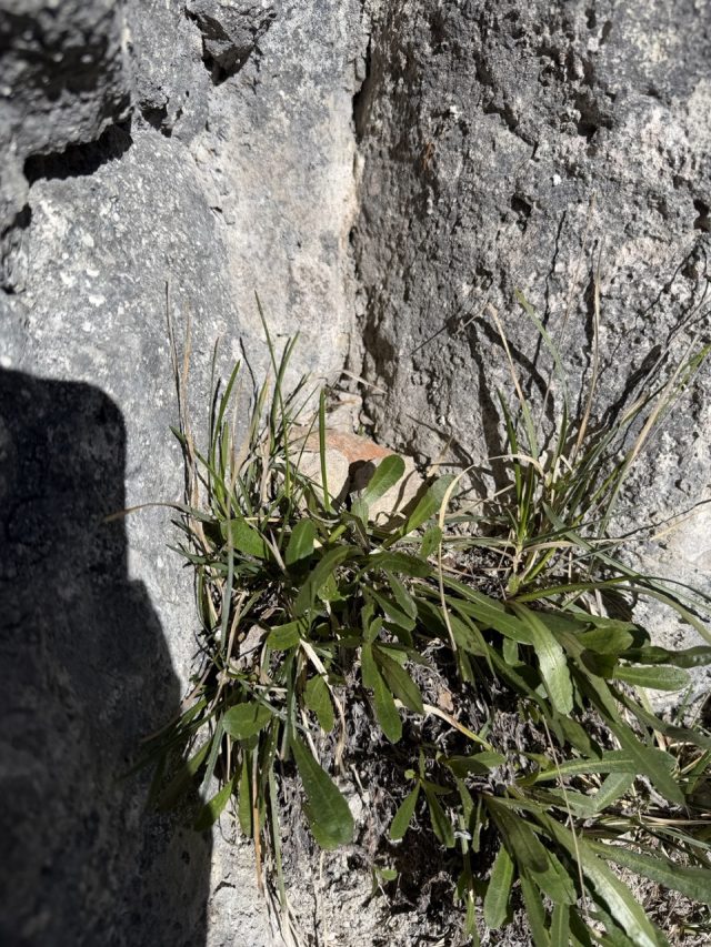 Hand-painted penguin stone #1003 hidden at Vorderer Gosausee, Gosauseen, Austria (photo 5 of 5)