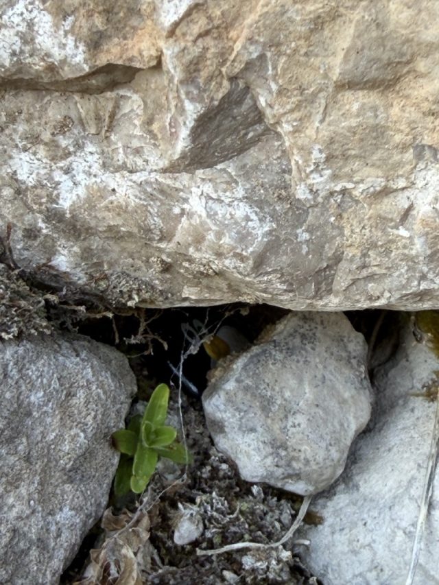 Hand-painted penguin stone #1030 hidden at Dachstein Giant Ice Cave, Obertraun, Austria (photo 5 of 5)