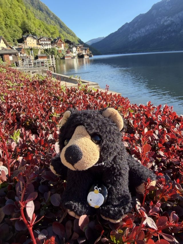 Hand-painted penguin stone #1055 hidden at Hallstatt Beach, Hallstatt, Austria (photo 2 of 5)
