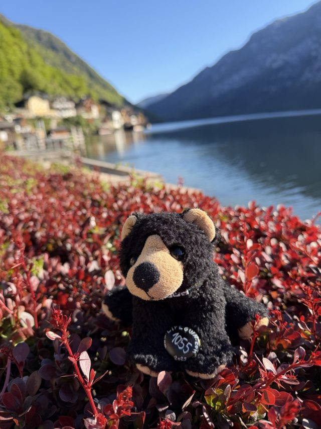 Hand-painted penguin stone #1055 hidden at Hallstatt Beach, Hallstatt, Austria (photo 4 of 5)