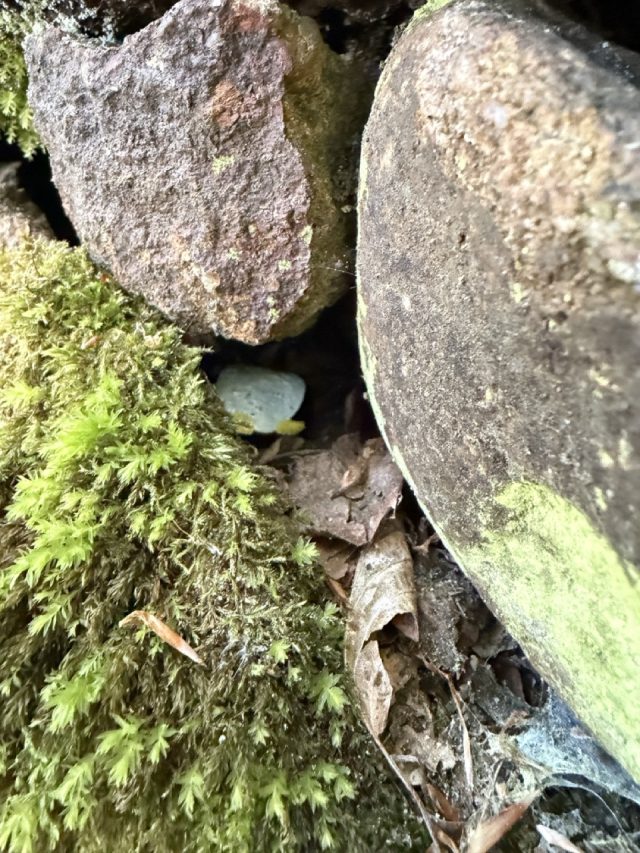 Hand-painted penguin stone #1061 hidden at Bust of Johann Wolfgang von Goethe, Karlove Vary, Czechia (photo 5 of 5)