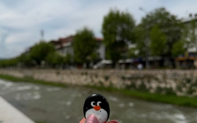 Hand-painted penguin stone #1156 hidden at Tree, Prizren, Kosovo