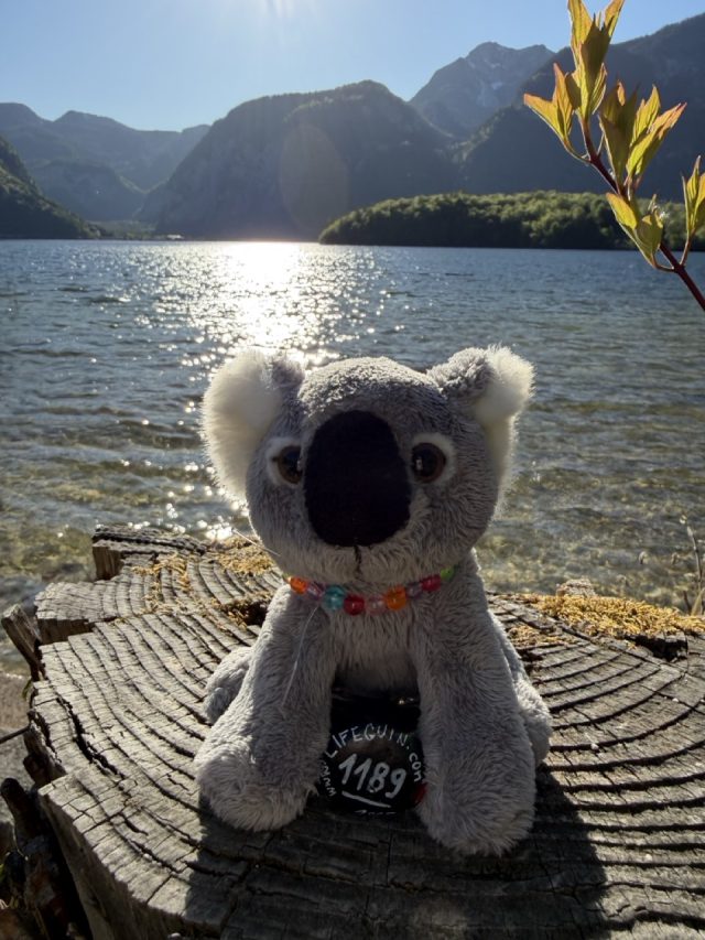 Hand-painted penguin stone #1189 hidden at Hallstatter See, Obertraun, Austria (photo 2 of 5)
