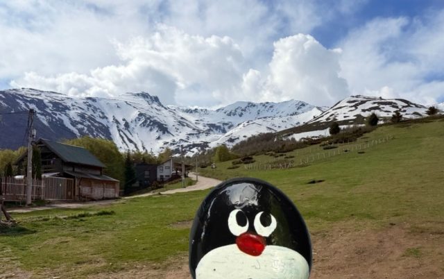 Hand-painted penguin stone #1212 hidden at Prevalla Kosove, Prevalla, Kosovo