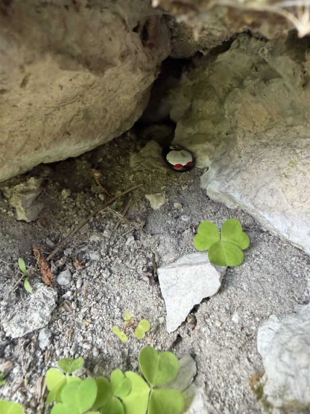 Hand-painted penguin stone #1300 hidden at Schloss Trautenfels, Purgg, Austria (photo 5 of 5)