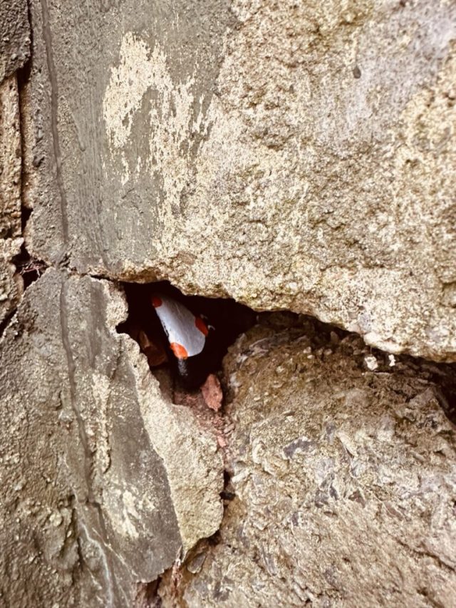 Hand-painted penguin stone #274 hidden at Former Missile Base, Devinska Kobyla, Slovakia (photo 4 of 4)