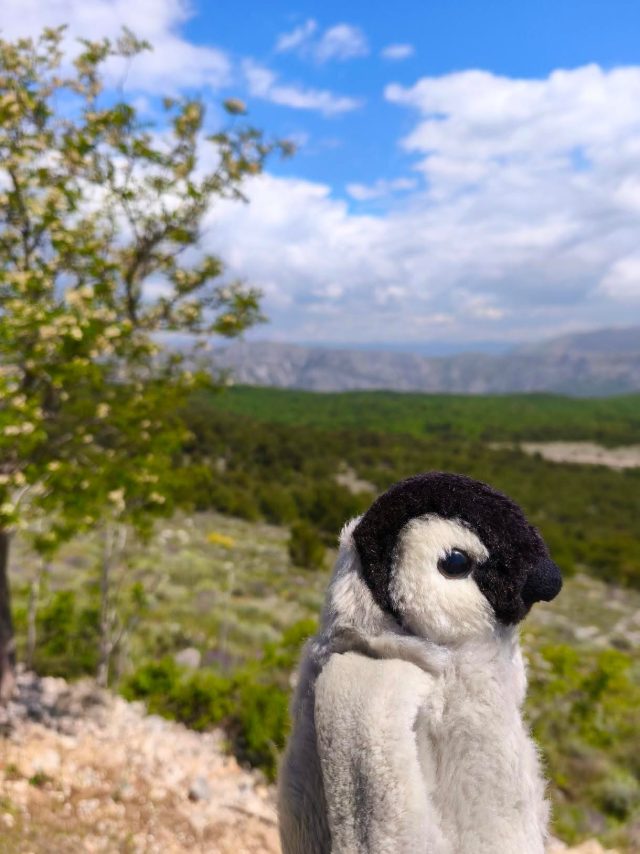 Hand-painted penguin stone #325 hidden at Srd Mountain, Dubrovnik, Croatia (photo 5 of 5)