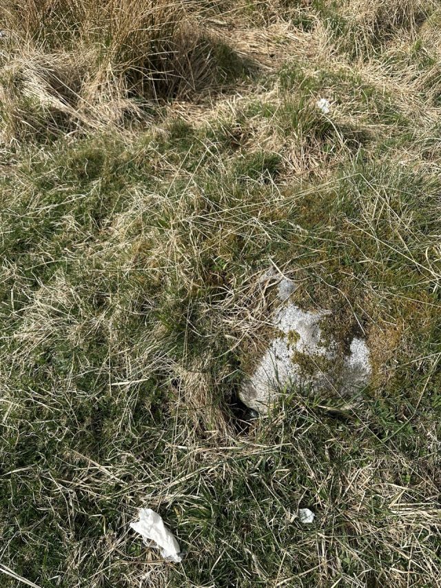 Hand-painted penguin stone #465 hidden at Tulla Viewpoint, Loch Tulla, United Kingdom (photo 3 of 4)