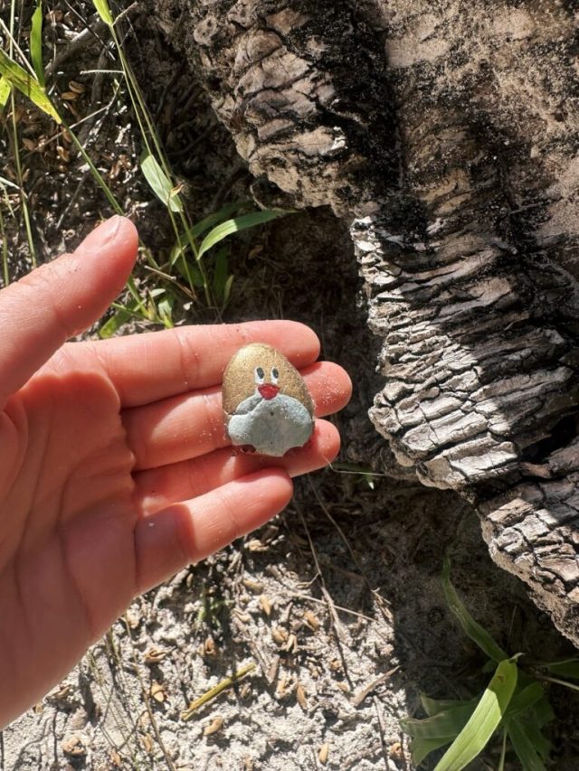 Hand-painted penguin stone #503 hidden at Playa del Gato, Saona Island, Dominican Republic (photo 2 of 5)