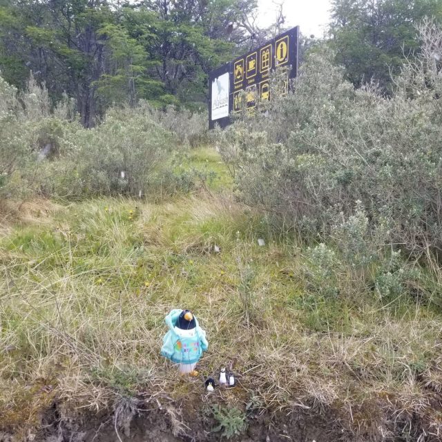 Hand-painted penguin stone #62 hidden at Parque Nacional Tierra del Fuego, Ushuaia, Argentina (photo 2 of 5)