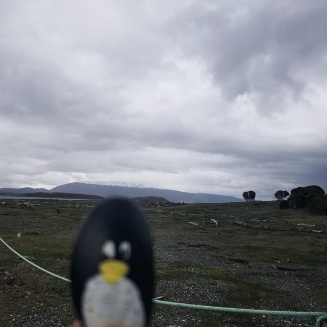 Hand-painted penguin stone #62 hidden at Parque Nacional Tierra del Fuego, Ushuaia, Argentina (photo 3 of 5)
