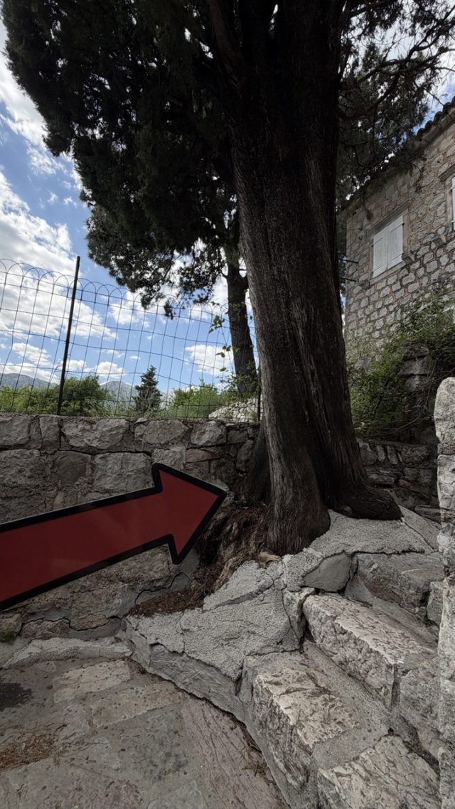 Hand-painted penguin stone #864 hidden at Old Tree, Perast, Montenegro (photo 3 of 5)