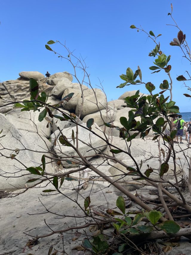 Hand-painted penguin stone #9 hidden at Tayrona National Park, Santa Marta, Colombia (photo 3 of 5)
