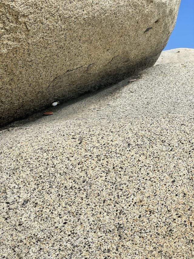 Hand-painted penguin stone #9 hidden at Tayrona National Park, Santa Marta, Colombia (photo 4 of 5)