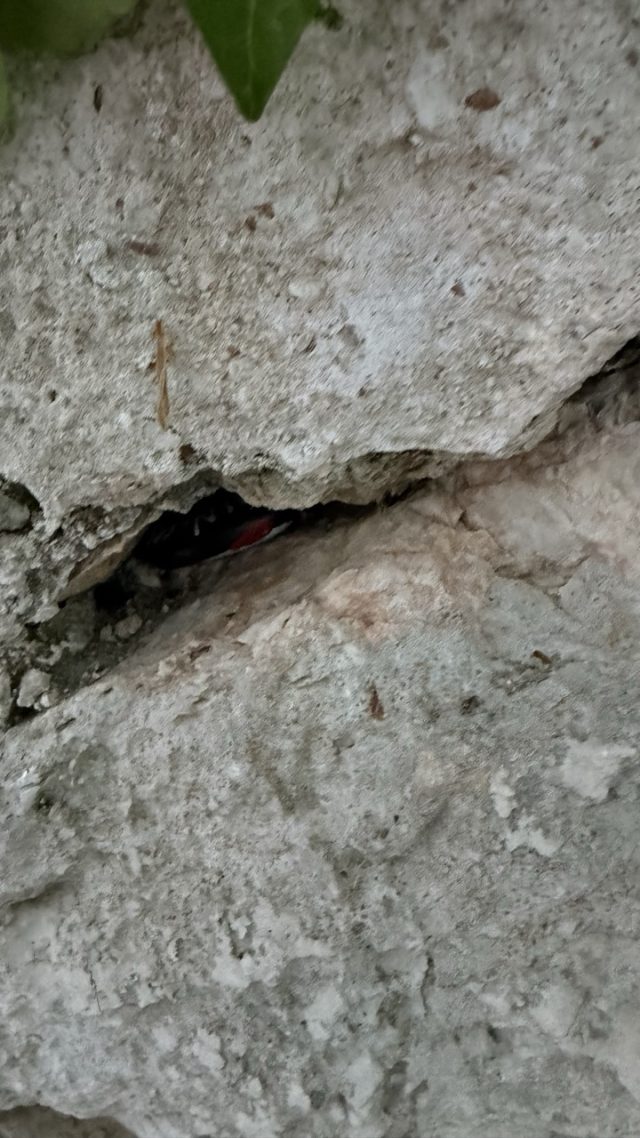 Hand-painted penguin stone #901 hidden at Dubrovacki Stone Wall, Dubrovnik, Croatia (photo 4 of 5)