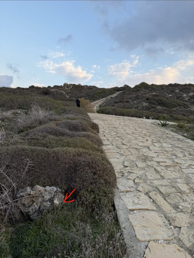 Hand-painted penguin stone #928 hidden at Aphrodite Picknic Spot, Kouklia Community, Cyprus (photo 4 of 5)