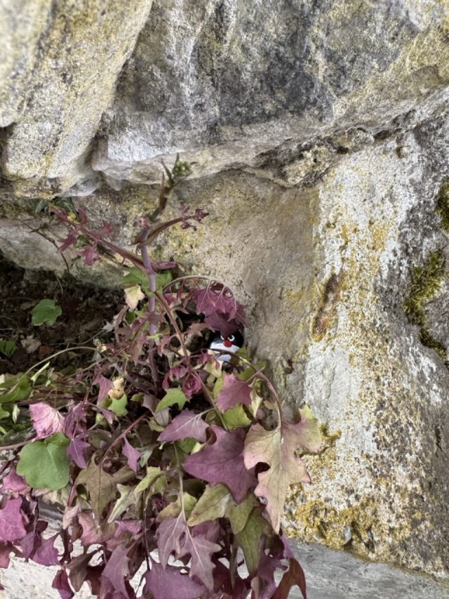 Hand-painted penguin stone #975 hidden at Lago di Como, Como, Italy (photo 5 of 5)