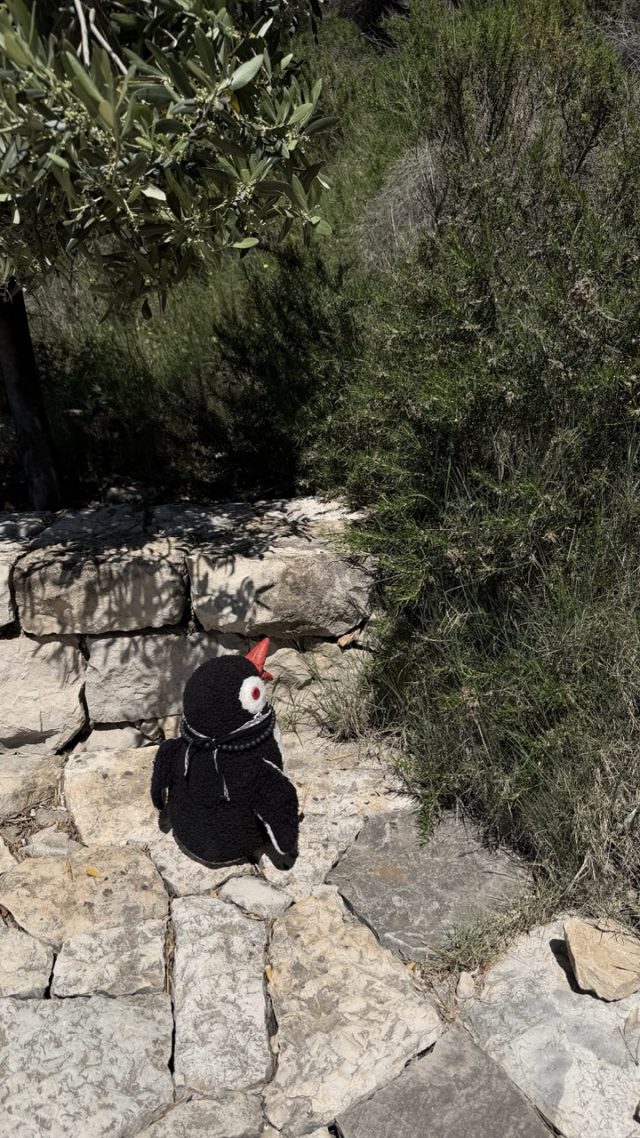 Hand-painted penguin stone #985 hidden at Dubrovnik Stations of the Cross III, Dubrovnik, Croatia (photo 5 of 5)