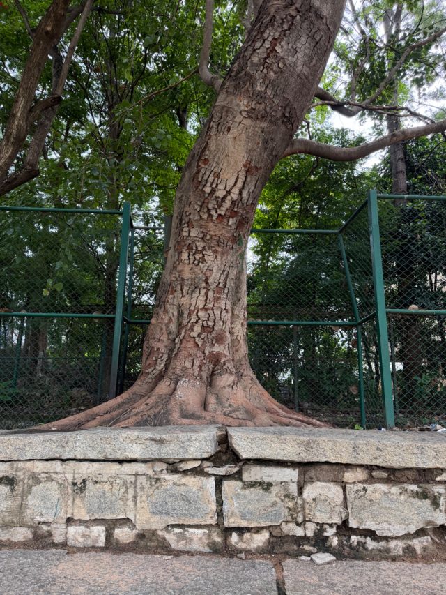 Hand-painted penguin stone #1107 hidden at VET College Ground, Bengaluru, India (photo 3 of 5)