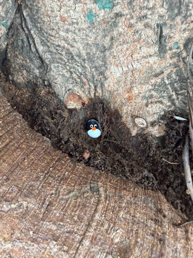 Hand-painted penguin stone #1107 hidden at VET College Ground, Bengaluru, India (photo 4 of 5)