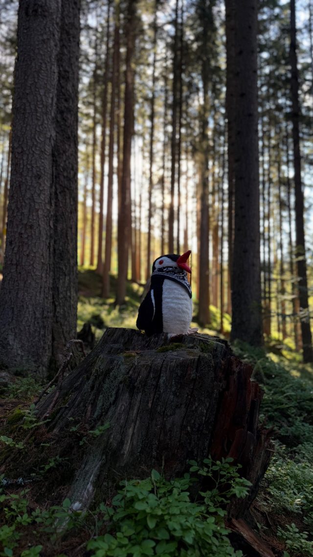 Hand-painted penguin stone #1298 hidden at Marchenweg, Ramsau am Dachstein, Austria (photo 3 of 5)