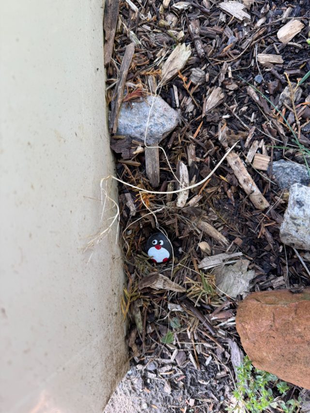 Hand-painted penguin stone #1418 hidden at Mons Train station, Mons, Belgium (photo 3 of 5)