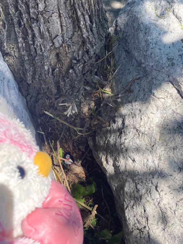 Hand-painted penguin stone #408 hidden at Sheldon's Lookout, Humber Bay Shores East, Toronto, Canada (photo 4 of 4)