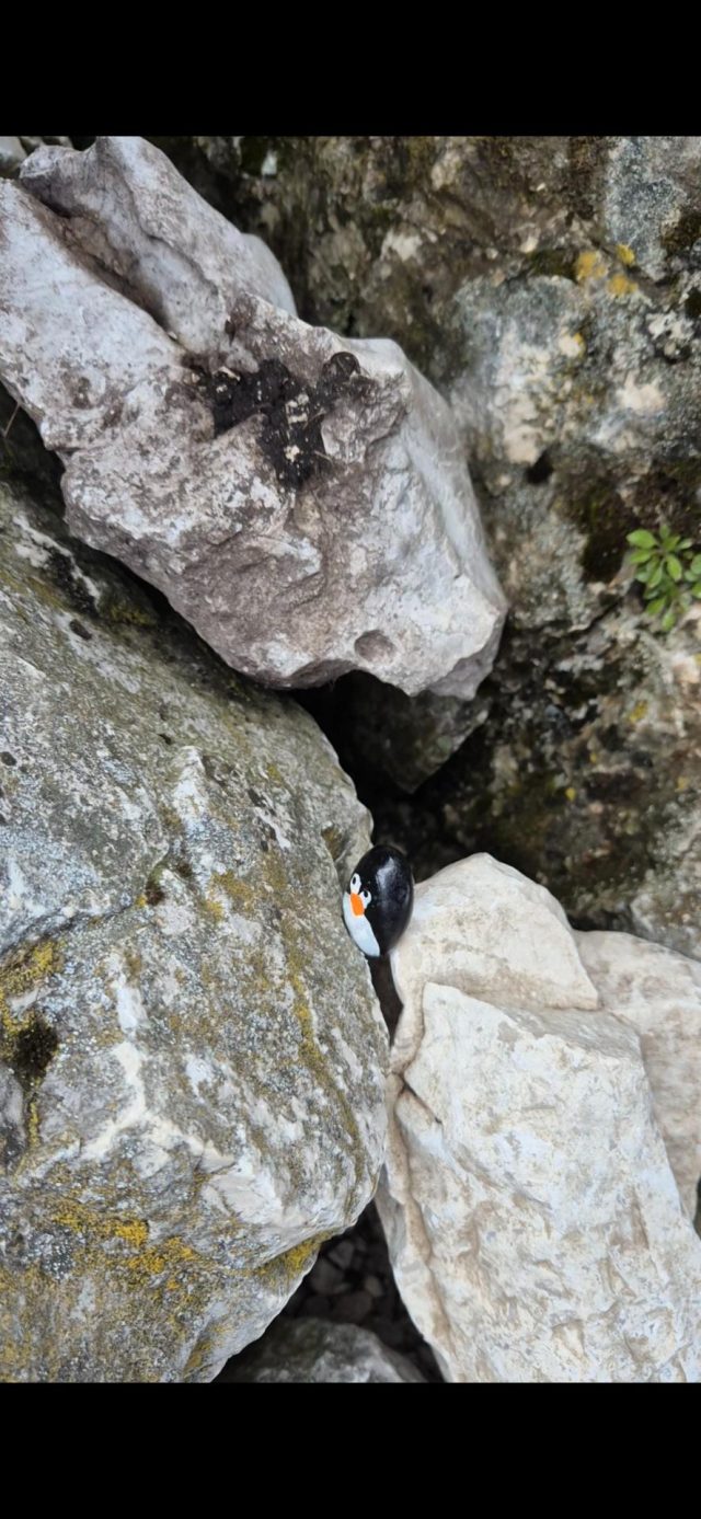 Hand-painted penguin stone #834 hidden at Kehlsteinhaus (Eagle's nest), Berchtesgaden, Germany (photo 5 of 5)