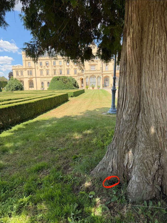 Hand-painted penguin stone #1161 hidden at Lednice Castle Garden, Lednice, Czechia (photo 3 of 5)