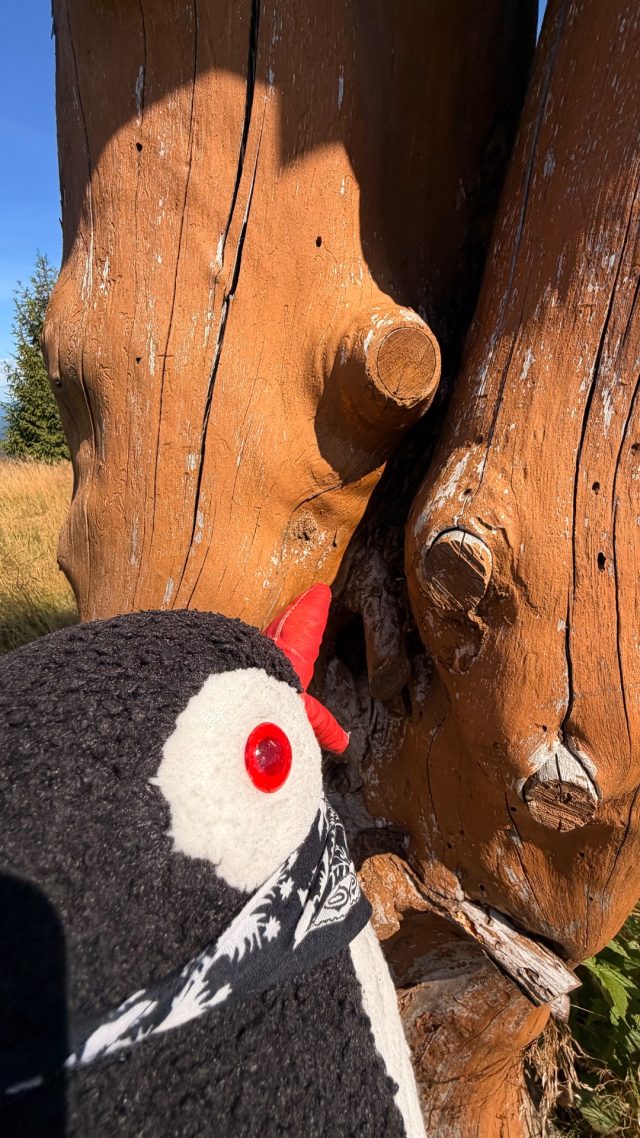 Hand-painted penguin stone #1219 hidden at Vrch Javorske, Oscadnica, Slovakia (photo 5 of 5)