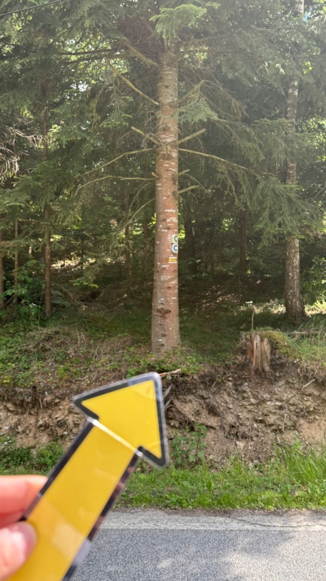 Hand-painted penguin stone #1271 hidden at Bindt intersection, Hnilcik, Slovakia (photo 4 of 4)