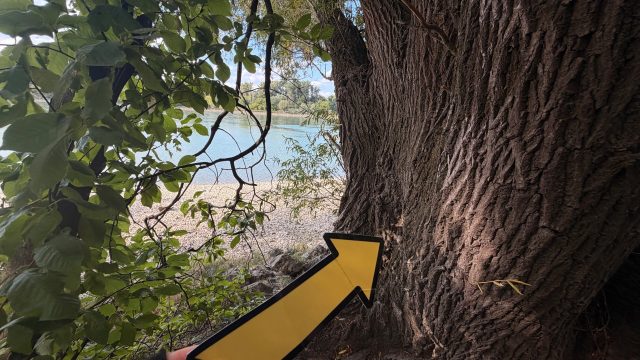 Ručne maľovaný tučniakový kameň č. 1275 ukrytý na mieste Dunaj Beach Tree, Bratislava, Slovensko (fotka 5 z 5)