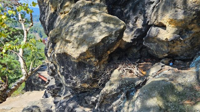 Hand-painted penguin stone #638 hidden at Rudolfuv kamen, Jetrichovice, Czechia (photo 3 of 4)