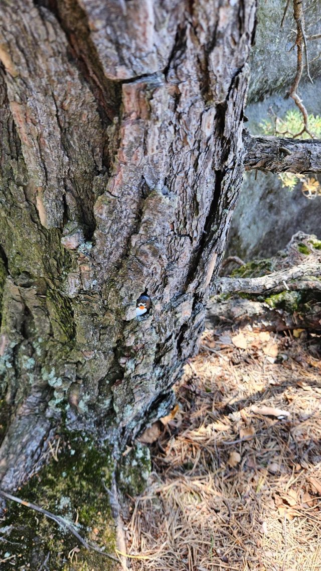 Ručne maľovaný tučniakový kameň č. 656 ukrytý na mieste Vilemínina stěna, Jetřichovice, Česko (fotka 3 z 4)