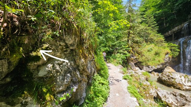 Hand-painted penguin stone #672 hidden at Seisenbergklamm, Weissbach bei Lofer, Austria (photo 3 of 4)