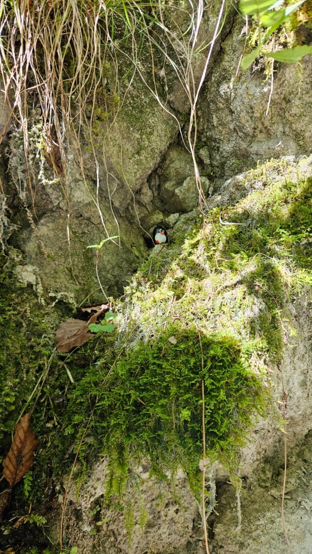 Hand-painted penguin stone #672 hidden at Seisenbergklamm, Weissbach bei Lofer, Austria (photo 4 of 4)