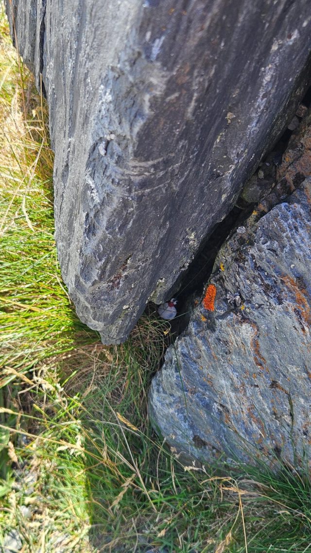 Hand-painted penguin stone #673 hidden at Salersbachkopfl (1934 m), Zell am See, Austria (photo 4 of 4)