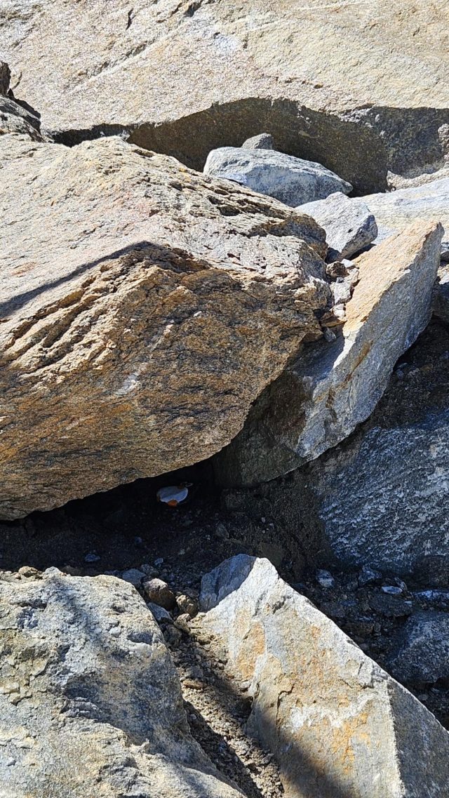 Hand-painted penguin stone #744 hidden at Glacier, Kitzsteinhorn, Austria (photo 3 of 5)