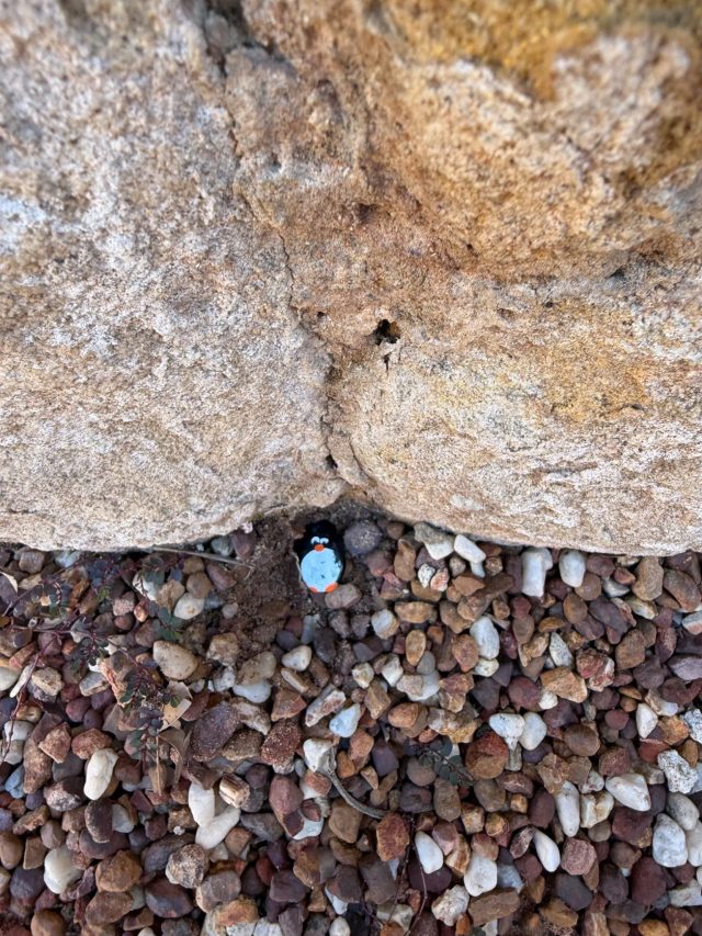 Hand-painted penguin stone #1082 hidden at Hyde Park Barracks, Sydney, Australia (photo 4 of 5)